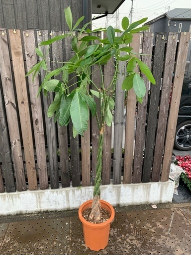 パキラ　編み込み　5本立ち　観葉植物