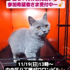 11/19(日)譲渡会。8月生ブリテッシュショート♀(⋈◍＞◡＜...
