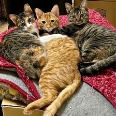 生後7か月くらいの3兄妹♂♀♀