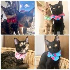19日都内譲渡会Hawaiiファミリー🌺ずっとの家族募集中😻
