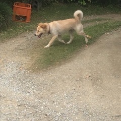 迷い犬