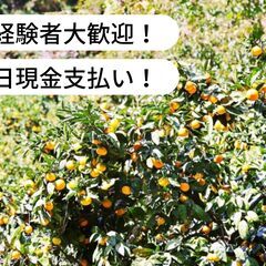 【日払い】愛媛県宇和島市吉田町白浦でみかん収穫・運搬等のお仕事！...