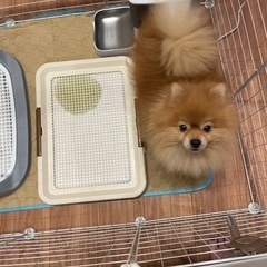 3歳元気で人懐っこいポメラニアン子犬です。 - 犬
