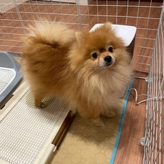 3歳元気で人懐っこいポメラニアン子犬です。