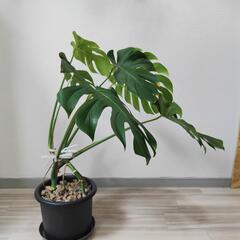 観葉植物【モンステラ】そこそこ大株の画像