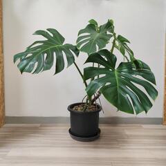 観葉植物【モンステラ】そこそこ大株