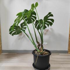 観葉植物【モンステラ】そこそこ大株の画像