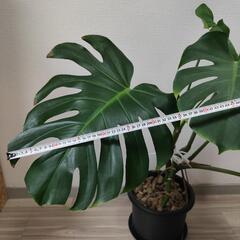 観葉植物【モンステラ】そこそこ大株の画像
