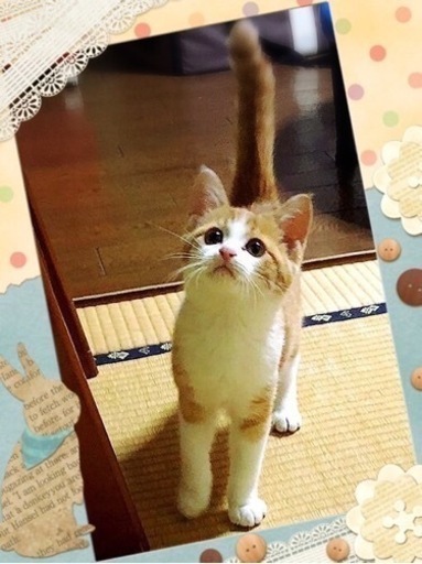 男の子(オス)の子猫を探す｜ブリーダー直販の子猫販売【みんなの