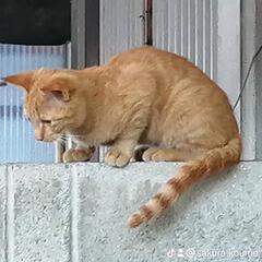 ちょっと大きくなった茶トラくん