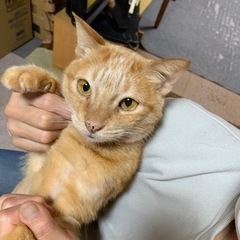 人が大好きな甘えん坊