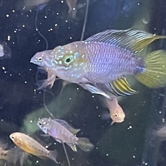 1.5cm程稚魚アピストグラマボレリーオパール1匹