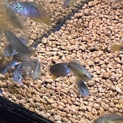 1.5cm程稚魚アピストグラマボレリーオパール1匹の画像