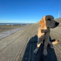 大型犬体験散歩ツアー
