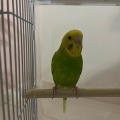 セキセイインコ - さいたま市