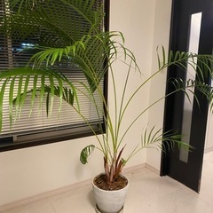 【観葉植物】アレカヤシ＋おまけ