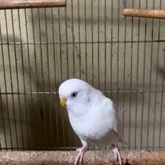 白セキセイインコ
