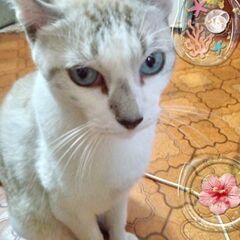 猫失踪行方不明迷い猫