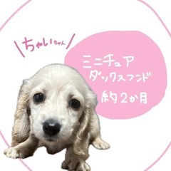 【飼い主様決まりました】Mダックスのちゃいちゃん☕️