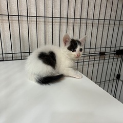 オス猫ちゃん