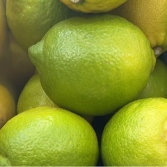 レモンの苗木探してます