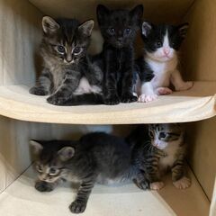 10月に生まれた５兄弟の子猫！！！