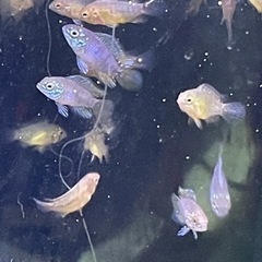 1.5cm程アピストグラマボレリーオパール稚魚3匹の画像