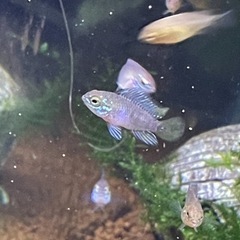 1.5cm程アピストグラマボレリーオパール稚魚3匹の画像
