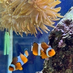 クマノミ、ナンヨウハギなど海水魚と水槽一式