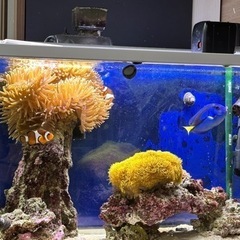 クマノミ、ナンヨウハギなど海水魚と水槽一式の画像