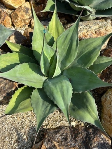 オバティフォリア　大株