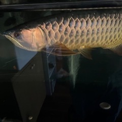 熱帯魚