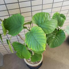 商談成立いたしました。ウンベラータの画像