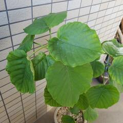 商談成立いたしました。ウンベラータの画像