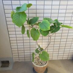 商談成立いたしました。ウンベラータ