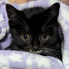 つま先口先胸元が白いタキシード猫ちゃん①