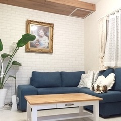 観葉植物 オーガスタの画像