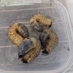 23年 国内カブトムシ 幼虫の画像