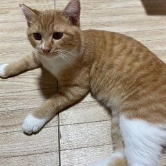 茶トラ猫男子