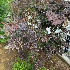 ★至急★トキワマンサク(赤花)２〜３株無料　の画像