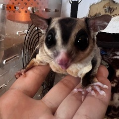 フクロモモンガ　3歳　3歳半　4歳