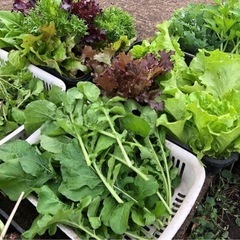 🫑🥕無農薬とれたて新鮮野菜🥔🧅🥬の画像