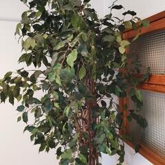 【取引決定】観葉植物インテリア（フェイクツリー）の画像
