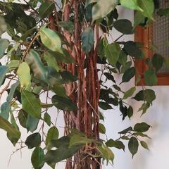 【取引決定】観葉植物インテリア（フェイクツリー）の画像