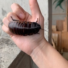 マダガスカルゴキブリの幼体