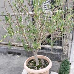 オリーブ(引取完了しました)