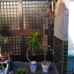 観葉植物　ロシアンオリーブ　ドラセナ曲がりコンシンネ