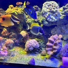 海水 サンゴ パクパクウミアザミ＋ディスクコーラル1枚？