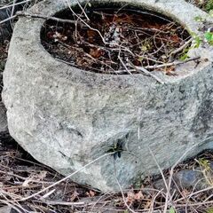 メダカ、亀に  石の水瓶 の画像