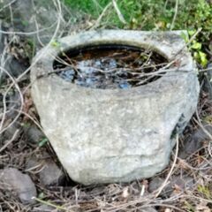 メダカ、亀に  石の水瓶 の画像
